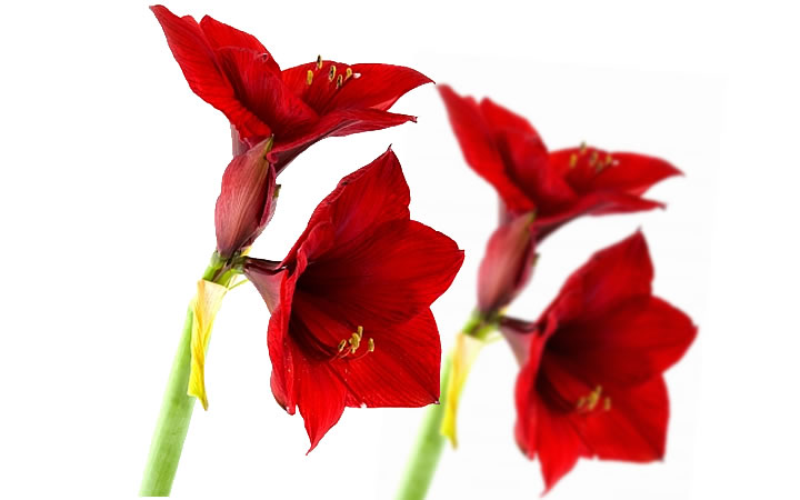 Amaryllis – die schönste Winterblume