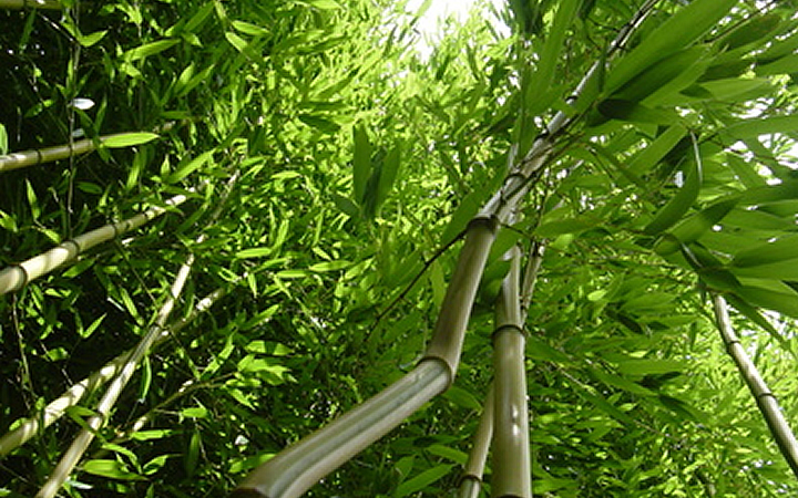 Bambus als köstlicher Kaffee oder Tee
